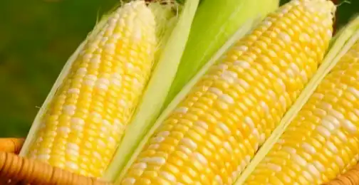 Is hydrolyzed corn protein bad for you?